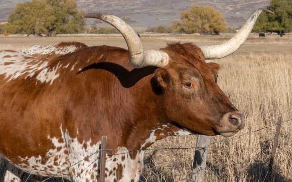 Longhorn Steers vs. Other Breeds: What Sets Them Apart?